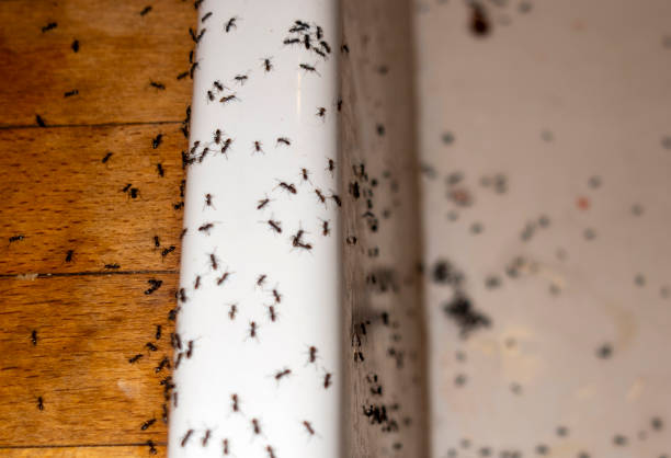 Best Ant Control Services  in Neodesha, KS