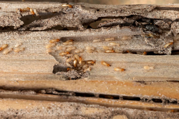 Best Residential Pest Control  in Neodesha, KS